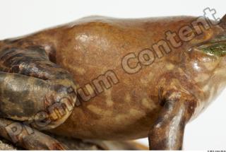 Bullfrog Rana catesbeiana 0014